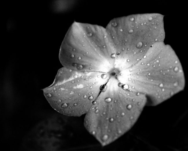 black_and_white_flower__by_brony114-d5cbfqi