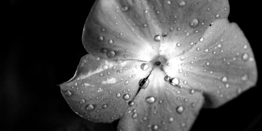 black_and_white_flower__by_brony114-d5cbfqi